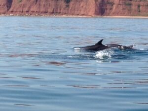 Dolphins visit the Jurassic Coast