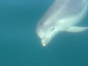 Dolphins visit the Jurassic Coast under water