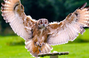 Eagle-Owls-at-Woodlands