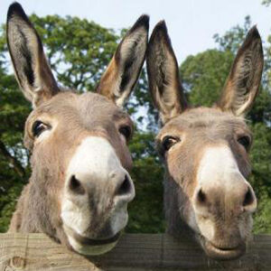 2-donkeys-at-the-Donkey-Sanctuary