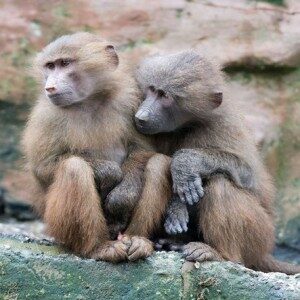 Hamadryas-baboons-at-Paignton-Zoo-300x300