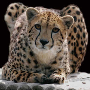 exmoor-zoo-cheetah