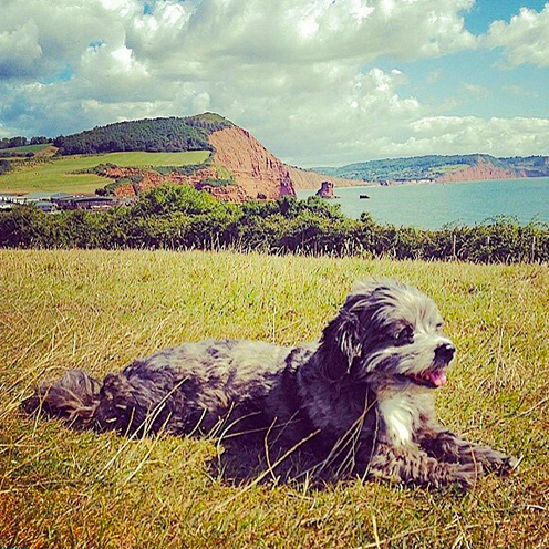 Dog-enjoying-Ladram-Bay-Devon