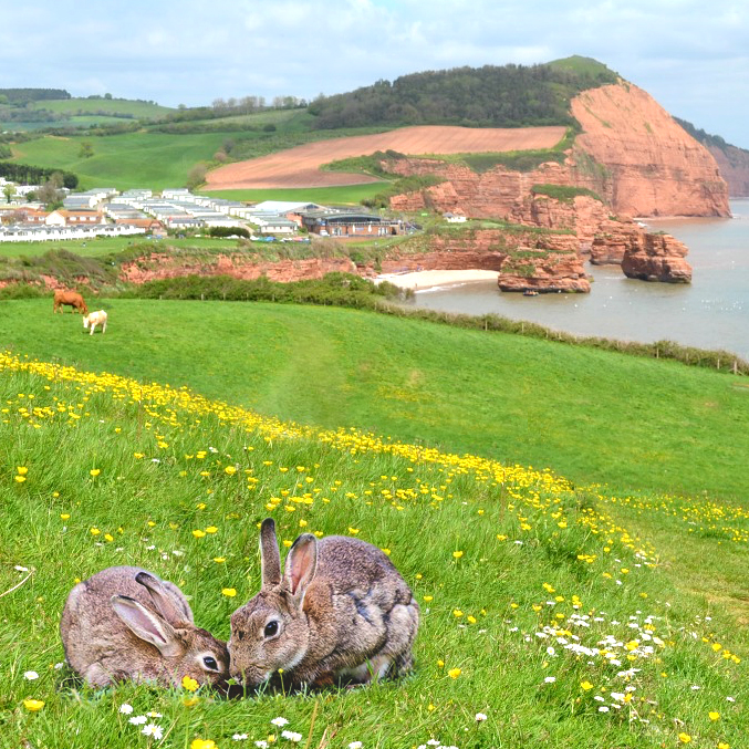 Easter bunnies at Ladram Bay – book your Easter 2023 holiday