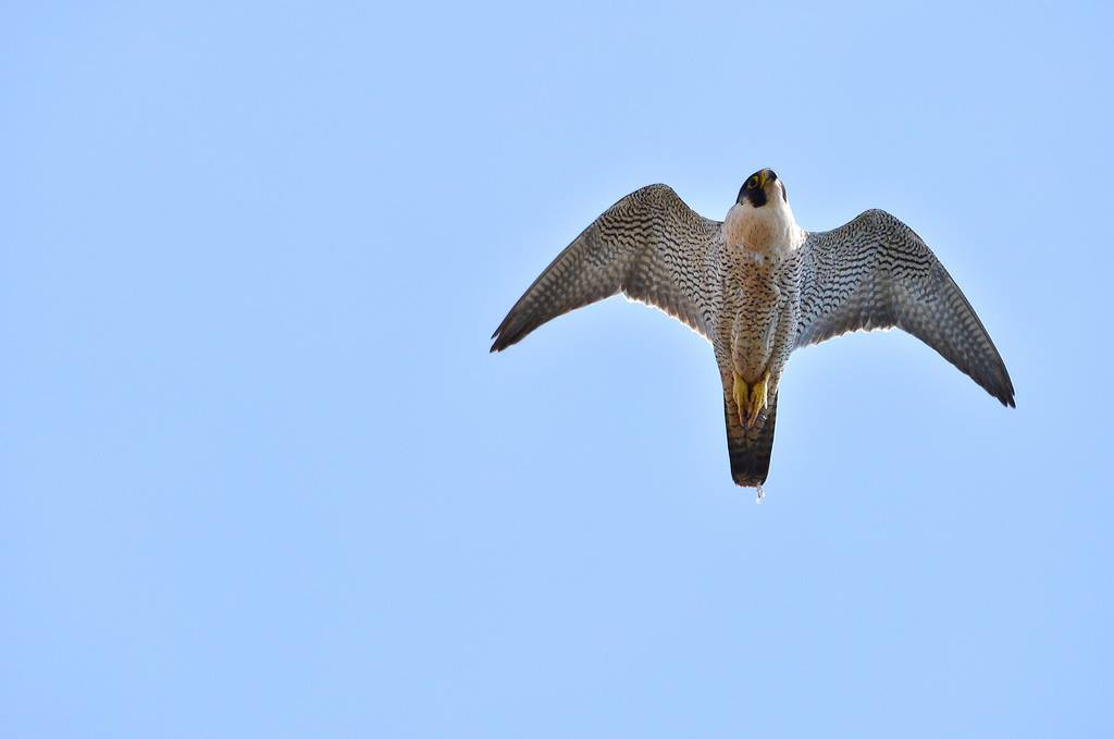 Peregrine Falcon seen flying above Ladram Bay